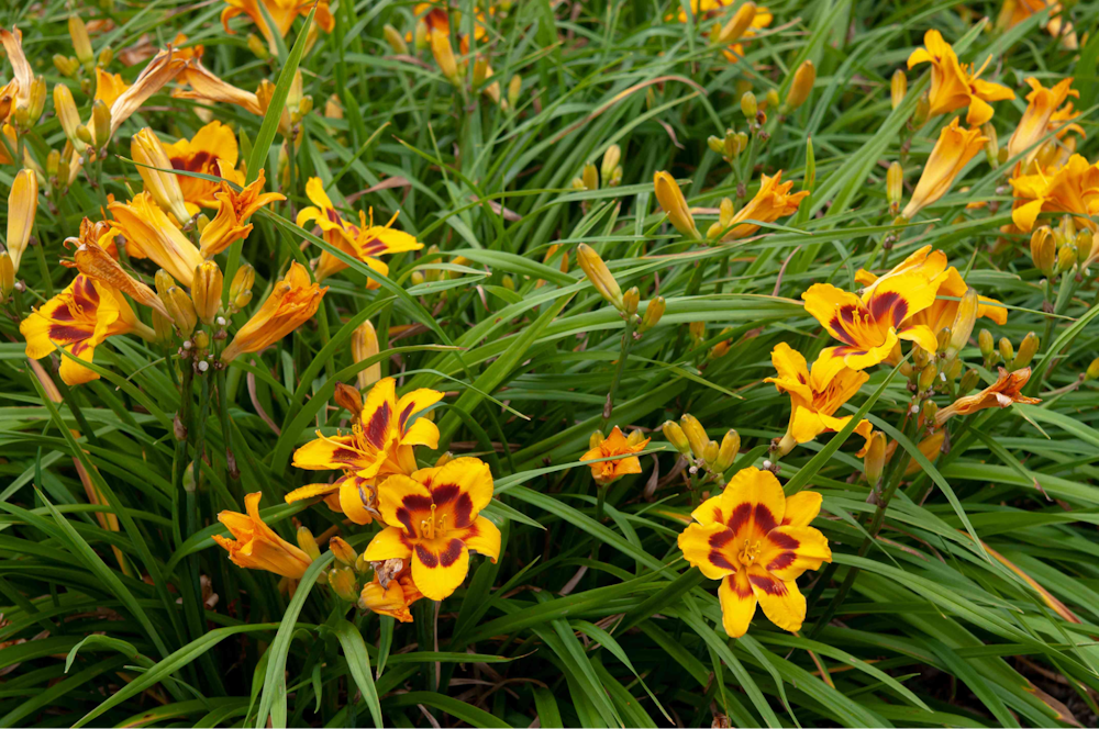 How to care for day lillies