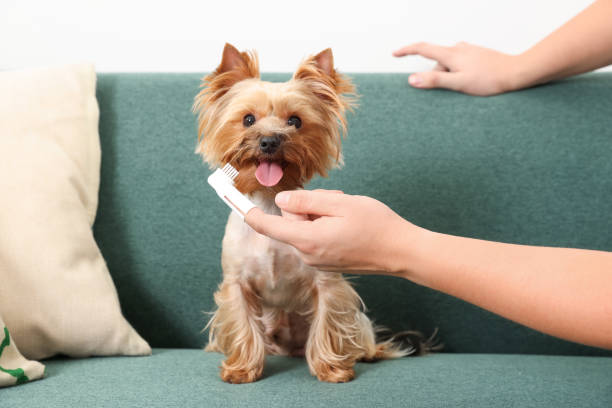 Comprehensive Instructions to Eliminate Dog Odor from Your Sofa