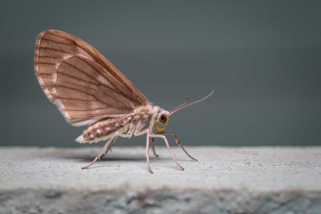 DIY moth prevention through herbal moth repellent sachets