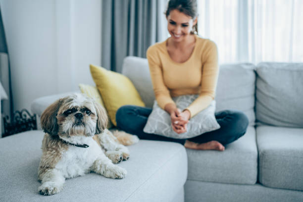 Detailed Steps to Eradicate Canine Smell from Your Couch