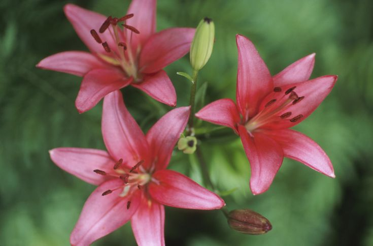 Protecting day lilies from pests and diseases in landscape
